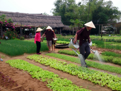 To be a farmer in Hoi An